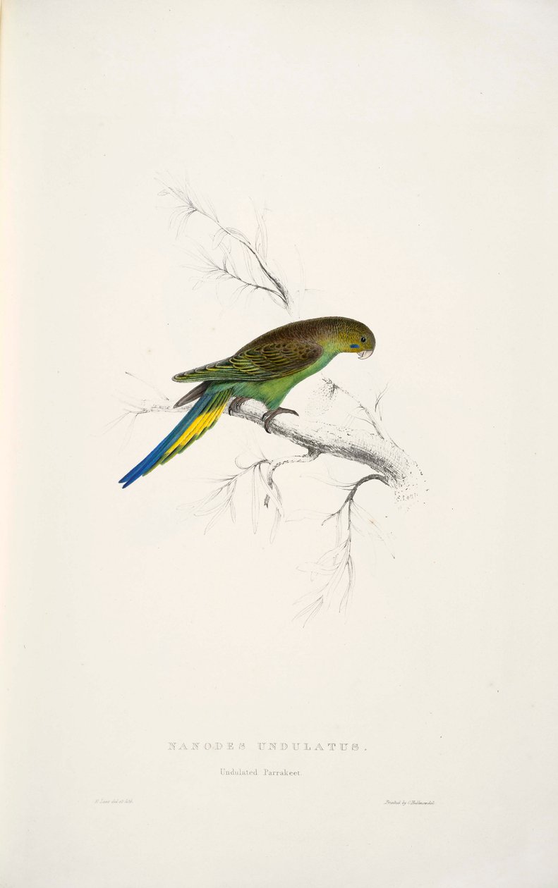 Melopsittacus undulatus alkotó: Edward Lear