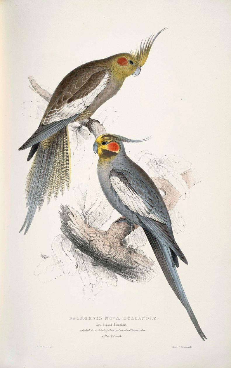 Nymphicus hollandicus alkotó: Edward Lear