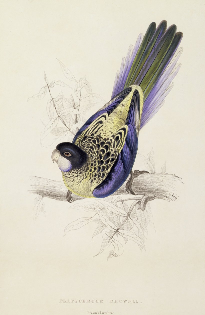 Platycercus Brownii, avagy barna papagáj (20. tábla), 1832 alkotó: Edward Lear