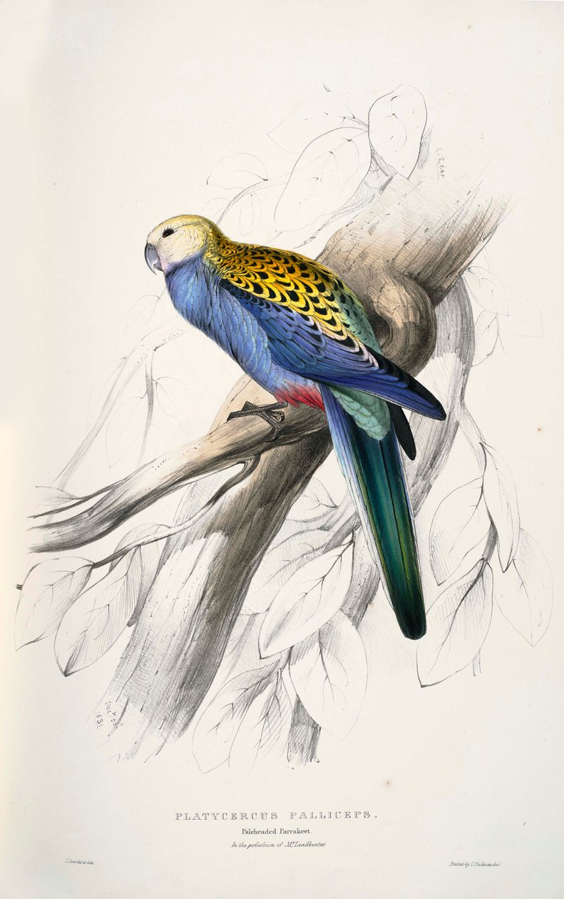 Platycercus alkotó: Edward Lear