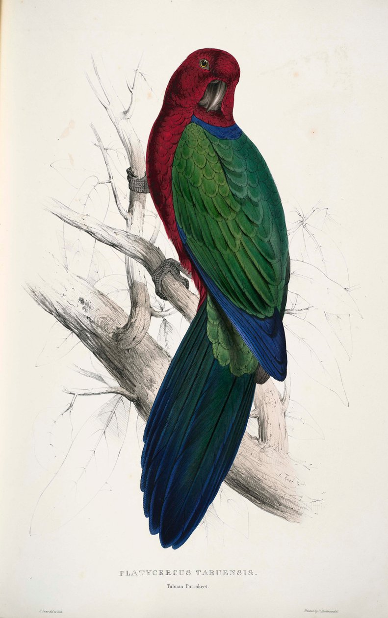 Tabernákulum arca alkotó: Edward Lear