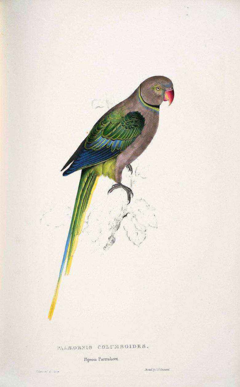 Psittacula columboides alkotó: Edward Lear