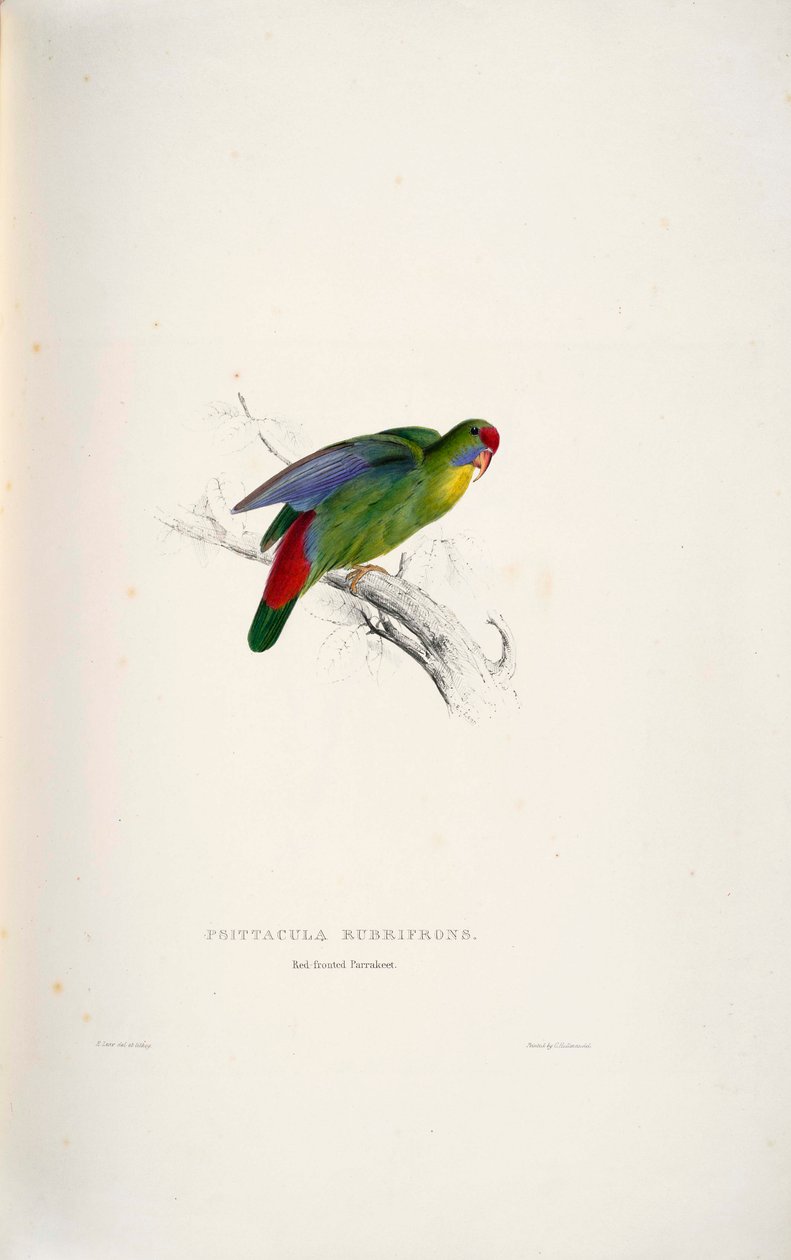 Psittacula rubrifrons alkotó: Edward Lear