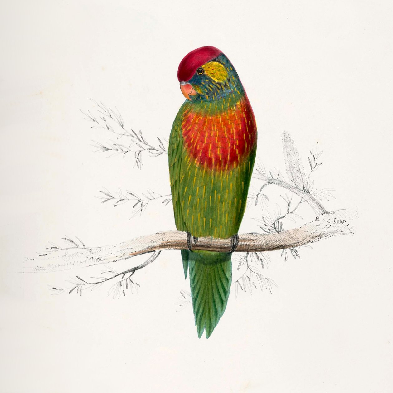 Psitteuteles versicolor alkotó: Edward Lear