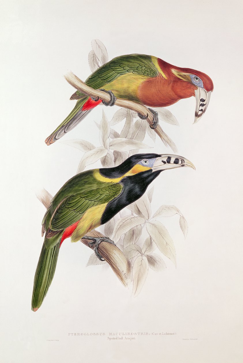 Foltos Bill Aracari, 19. század (színes litográfia) alkotó: Edward Lear