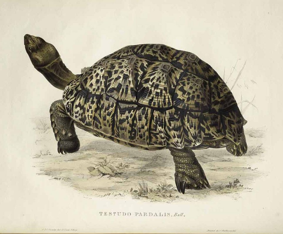 Testudo pardalis alkotó: Edward Lear
