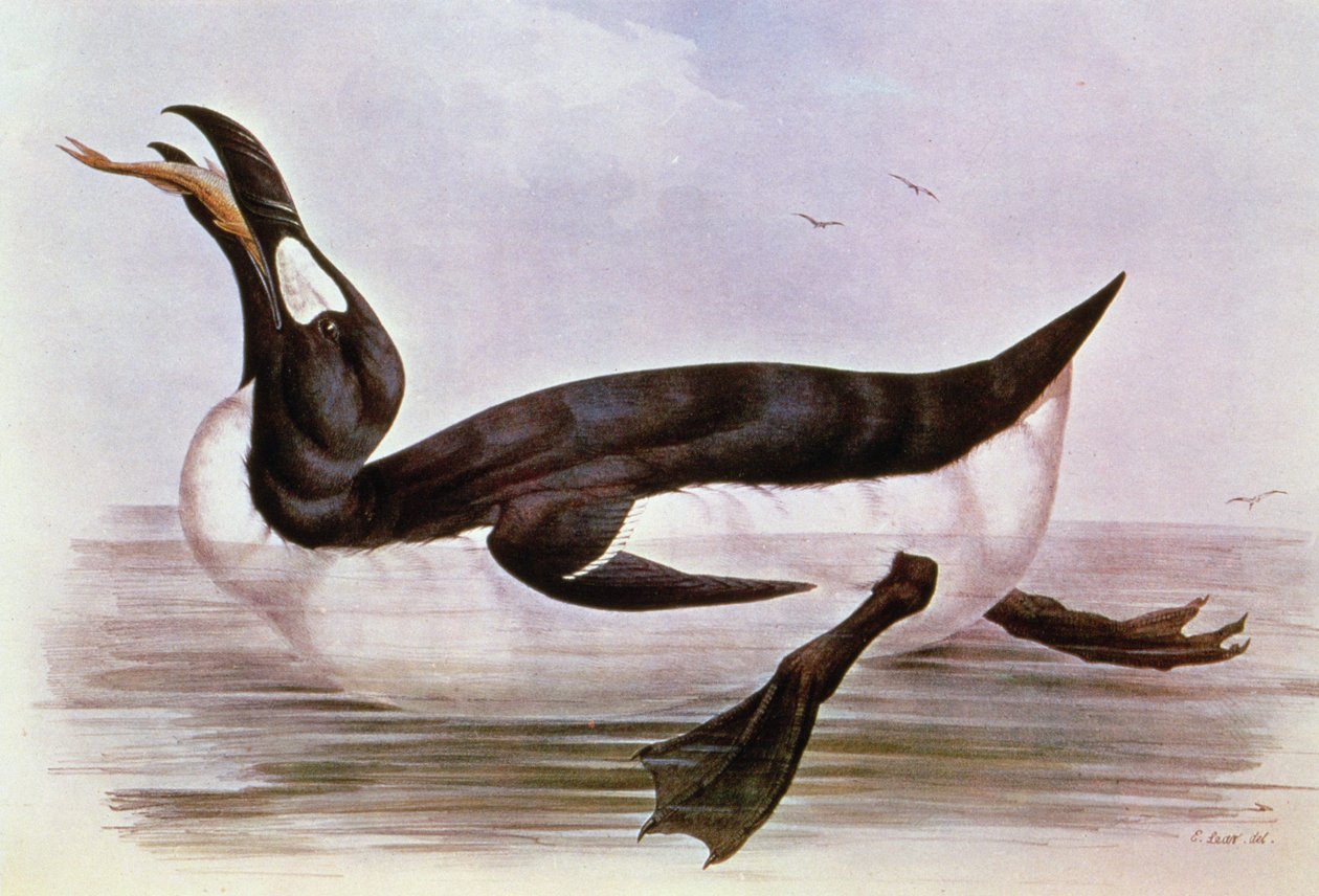 The Great Auk, illusztráció J. Gould „Európa madarai” című művéből, 1832-37 (kézzel színezett litó) alkotó: Edward Lear