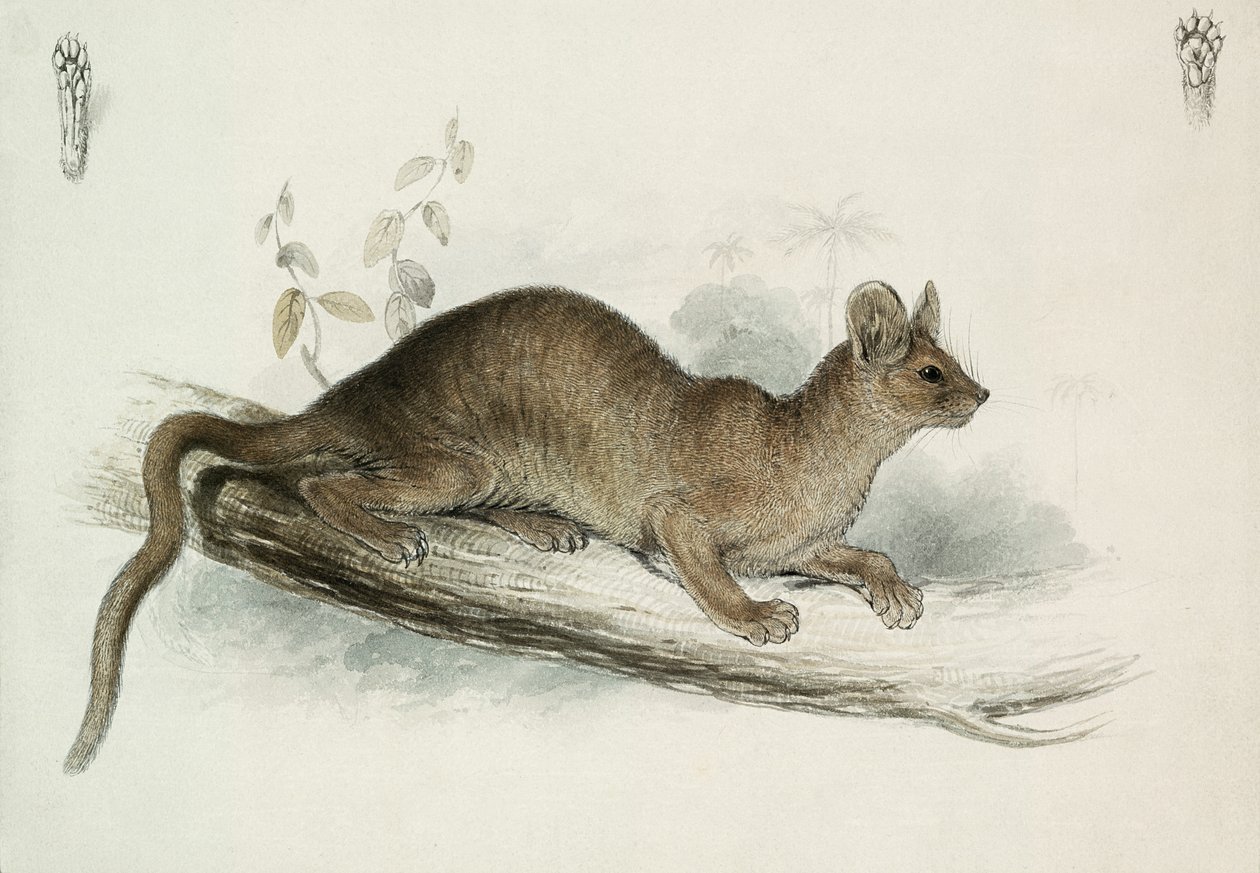 A Polecat, XIX alkotó: Edward Lear