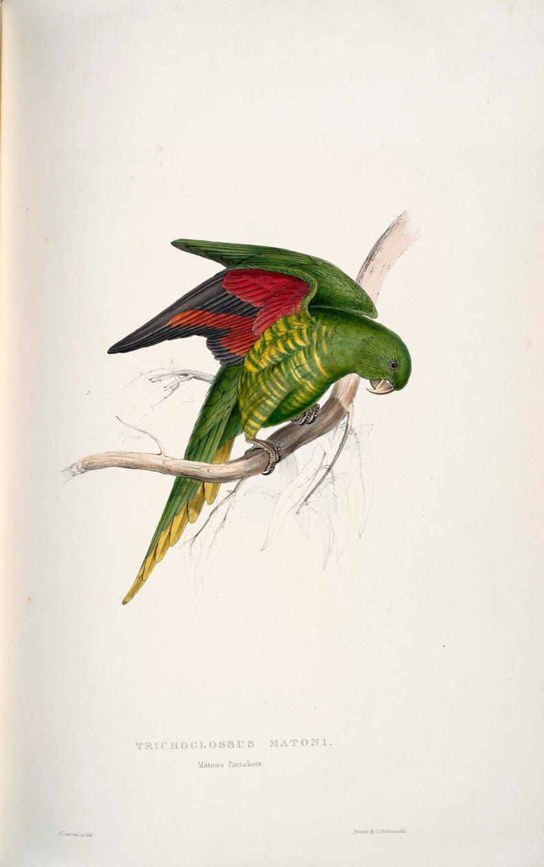 Trichoglossus chlorolepidotus alkotó: Edward Lear