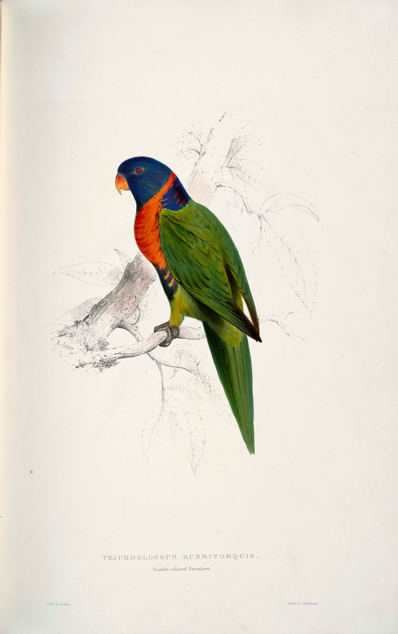 Trichoglossus rubritorquis Scarlet alkotó: Edward Lear