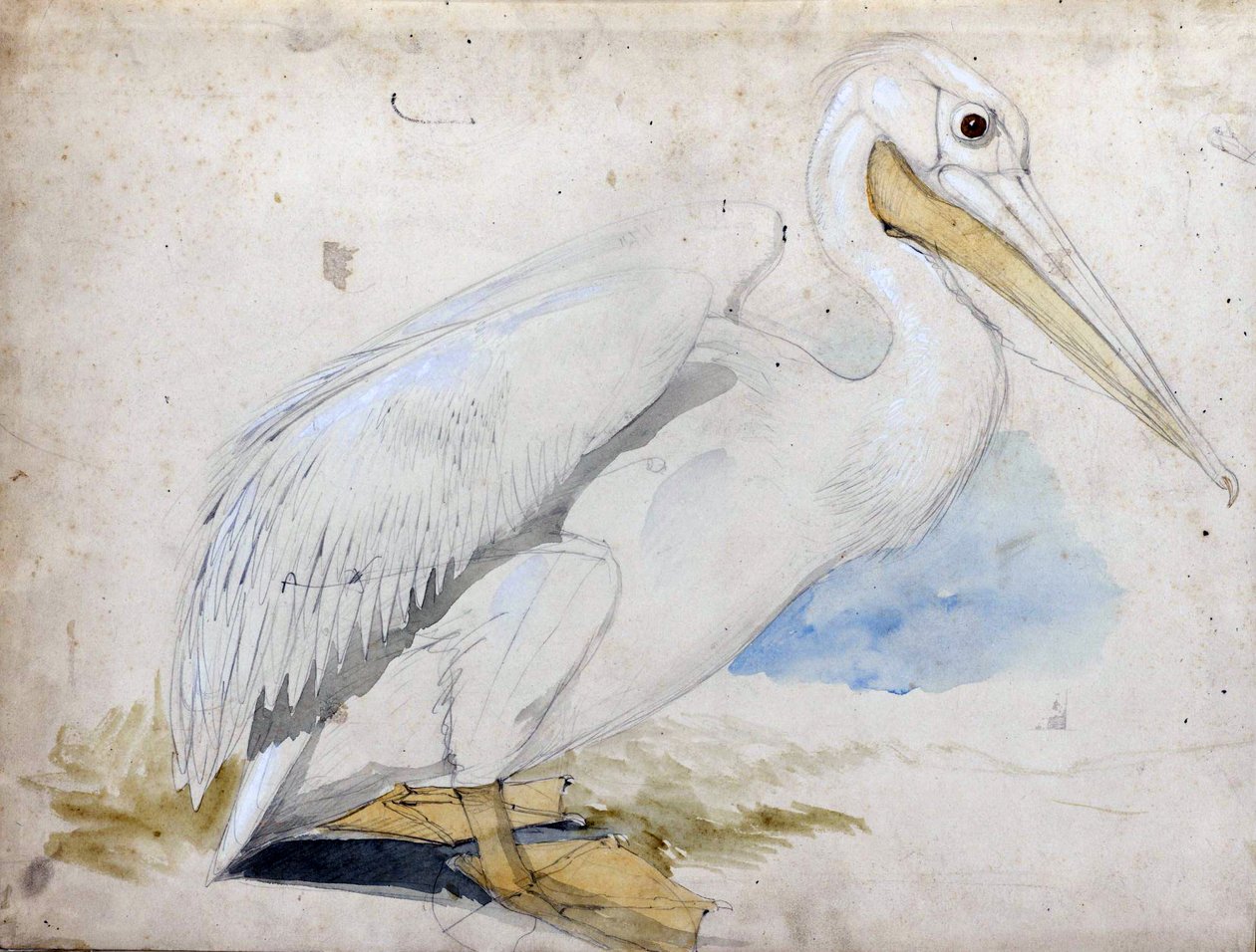pelikán alkotó: Edward Lear