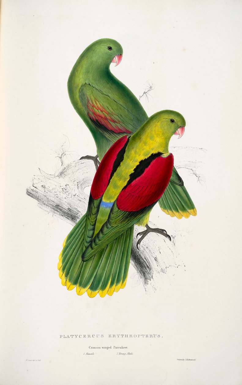 két vörös szárnyú papagáj alkotó: Edward Lear