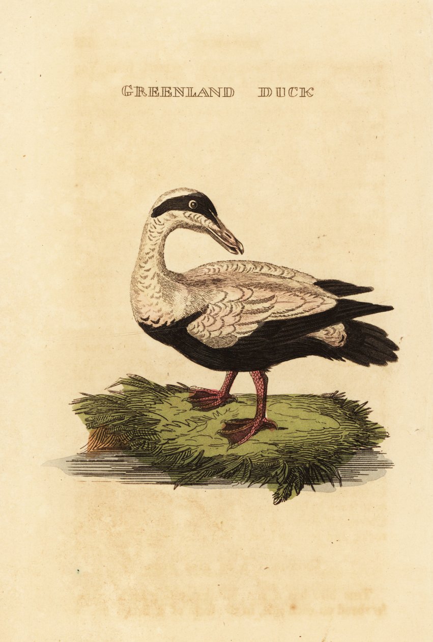 Közönséges pehely, Somateria alkotó: Edward Donovan