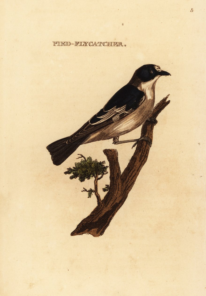 Európai lepényes légykapó, Ficedula hypoleuca alkotó: Edward Donovan