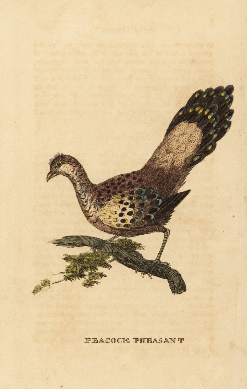 Szürke páva-fácán, Polyplectron bicalcaratum alkotó: Edward Donovan
