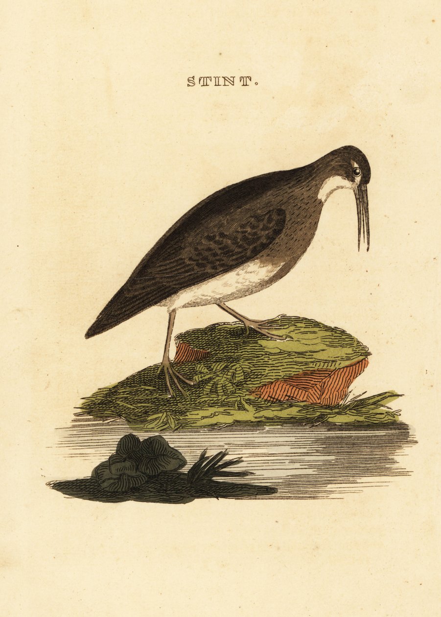 Legkevesebb homokcsőr, Calidris minutilla alkotó: Edward Donovan