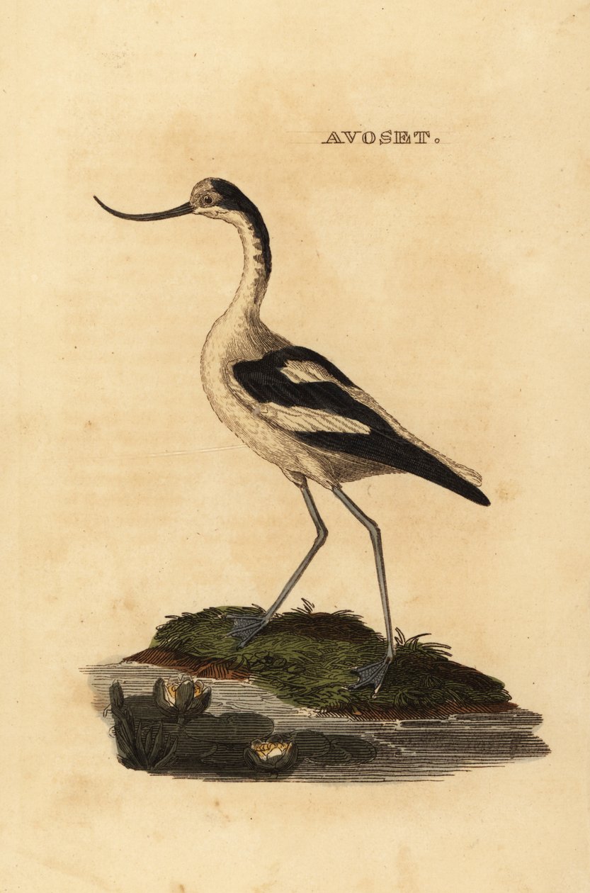 Pied avocet, Recurvirostra avocetta alkotó: Edward Donovan