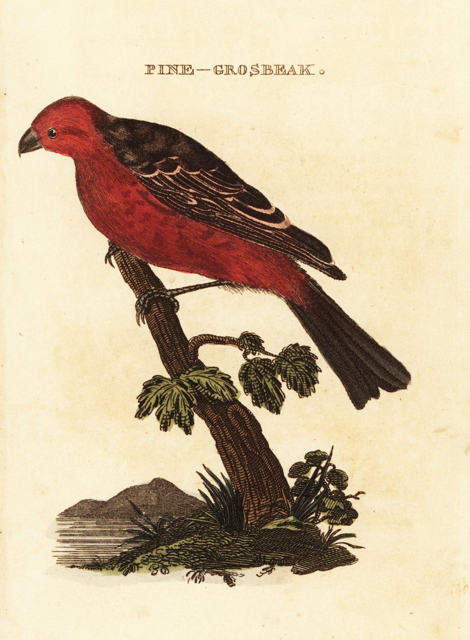 Pinicola enucleator alkotó: Edward Donovan