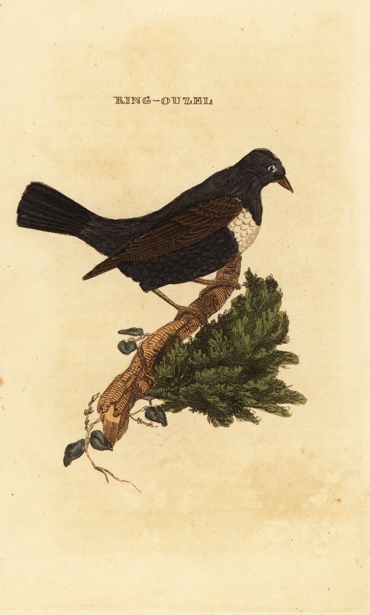 Ring ouzel, Turdus torquatus alkotó: Edward Donovan