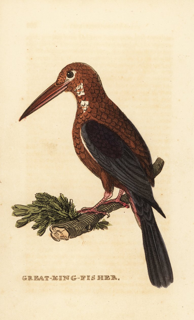 Fehértorkú jégmadár, Halcyon smyrnensis alkotó: Edward Donovan