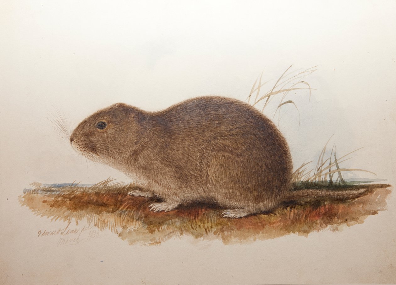 Ctenomys magellanicus, 1836 alkotó: Edward Lear