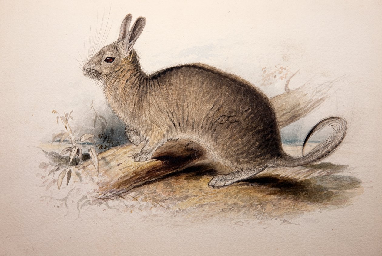 Lagotis cuvieri, 1833 alkotó: Edward Lear