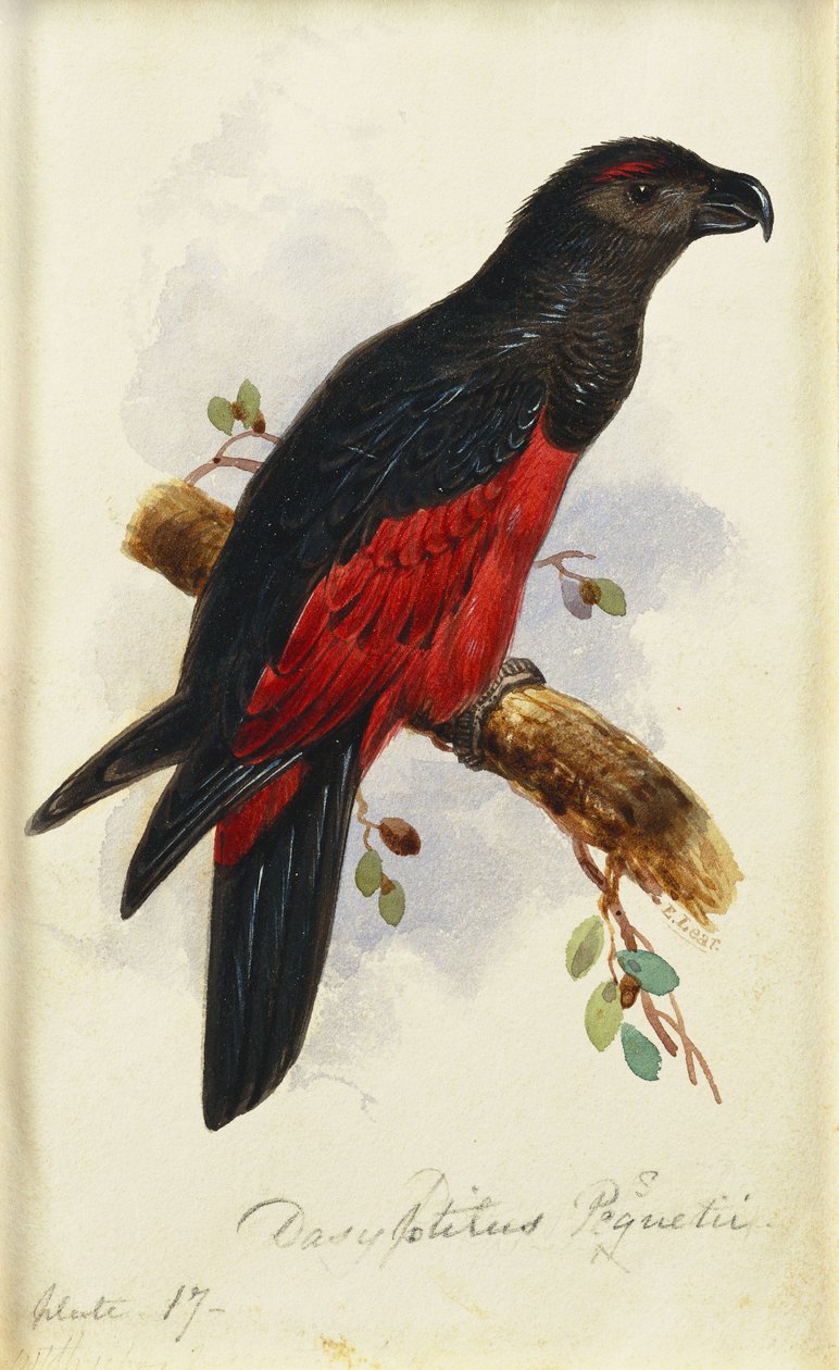 Pesquet "s Dasyptilus alkotó: Edward Lear