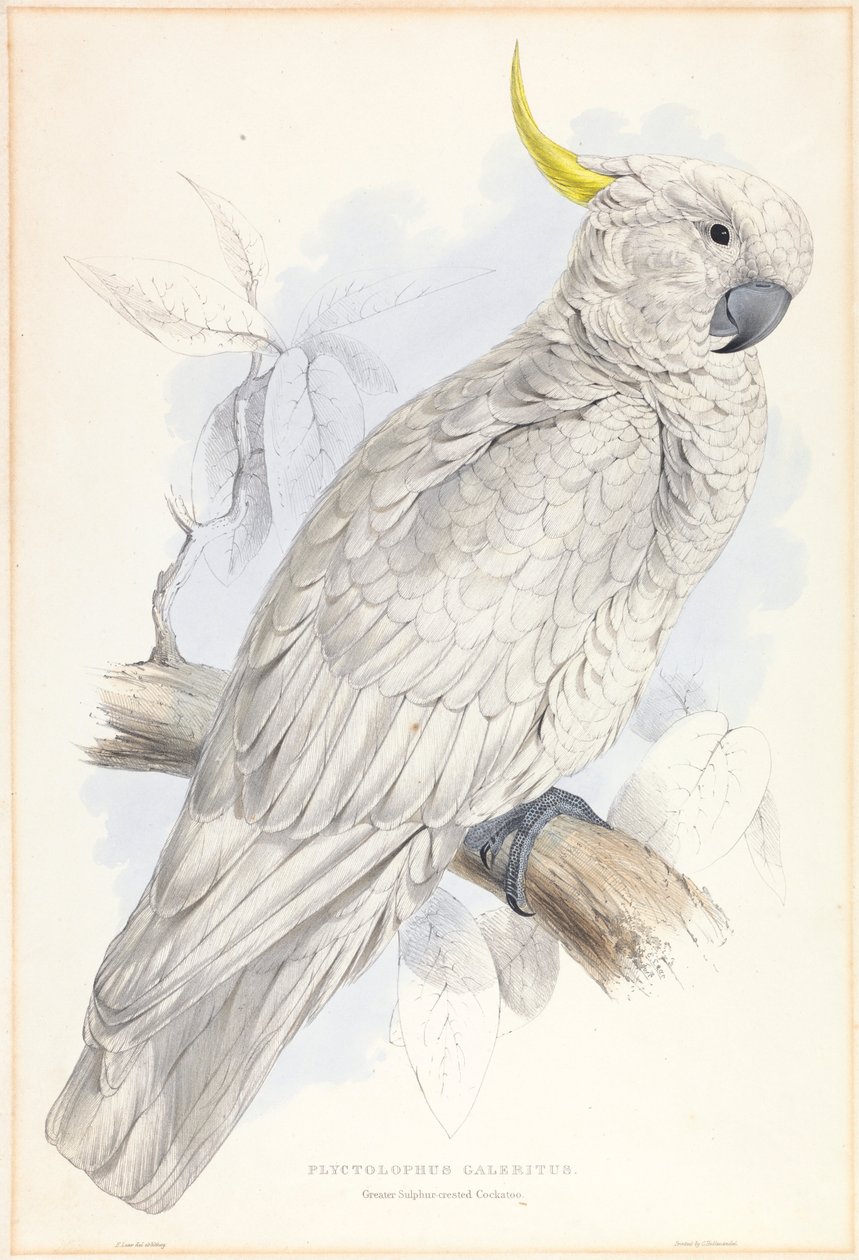 Plyctolophus Galeritus. Nagy kénes tarajos kakadu. alkotó: Edward Lear