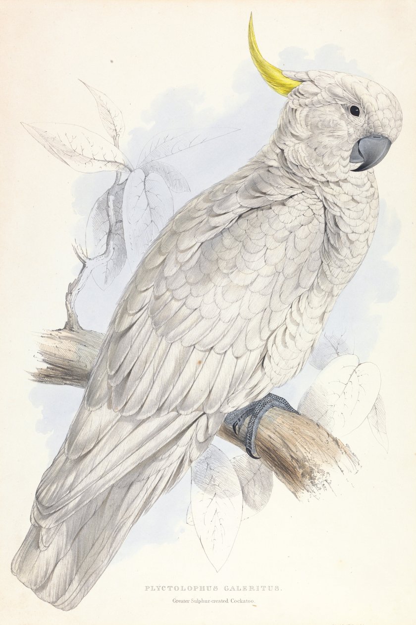 Plyctolophus Galeritus. Nagy kéncsőrű kakadu. alkotó: Edward Lear