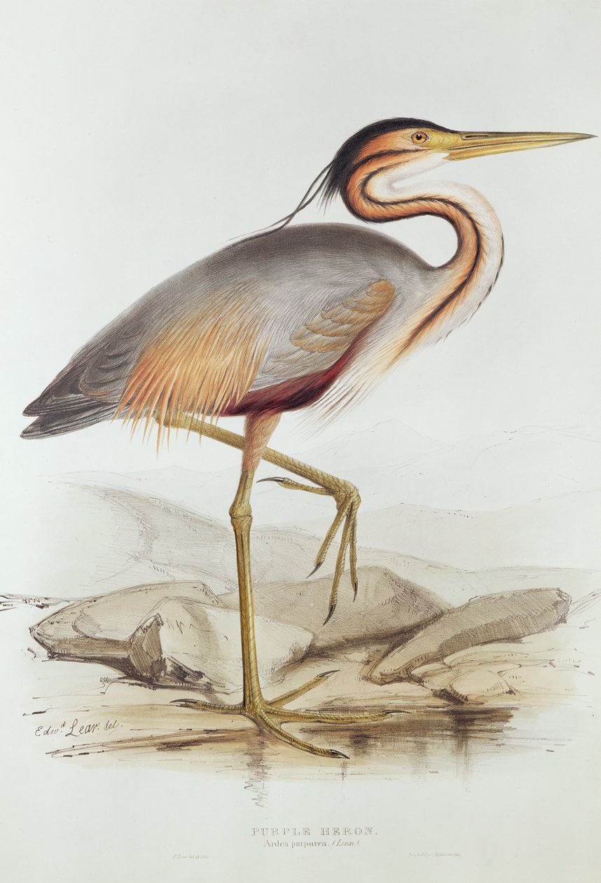 Purple Heron (színes gravírozás) alkotó: Edward Lear