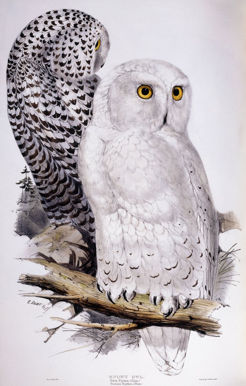 Havas bagoly, 1832-1837 alkotó: Edward Lear
