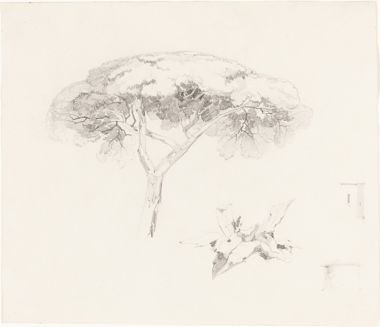 Esernyőfenyő és egyéb tanulmányok alkotó: Edward Lear
