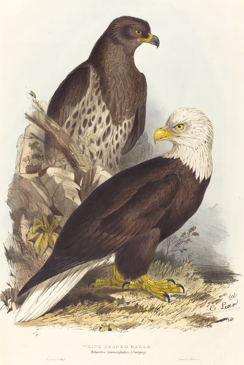 Fehérfejű sas (Haliaetus leucocephalus) alkotó: Edward Lear