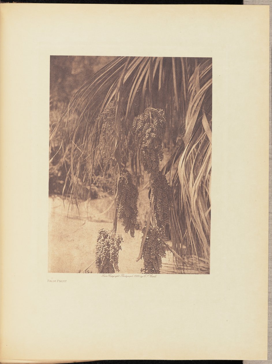 Pálma gyümölcs alkotó: Edward S. Curtis