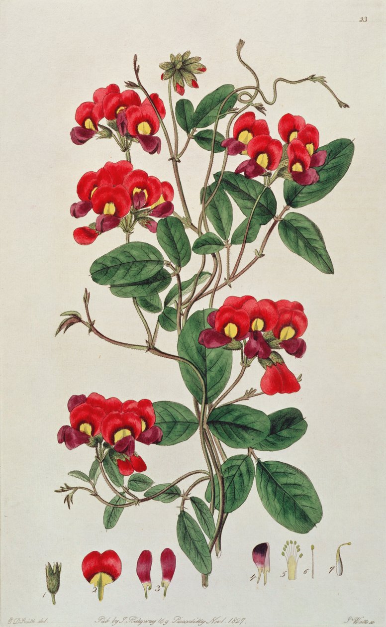 Édes borsó: Lathyrus odoratus (Kennedya coccinea) a 