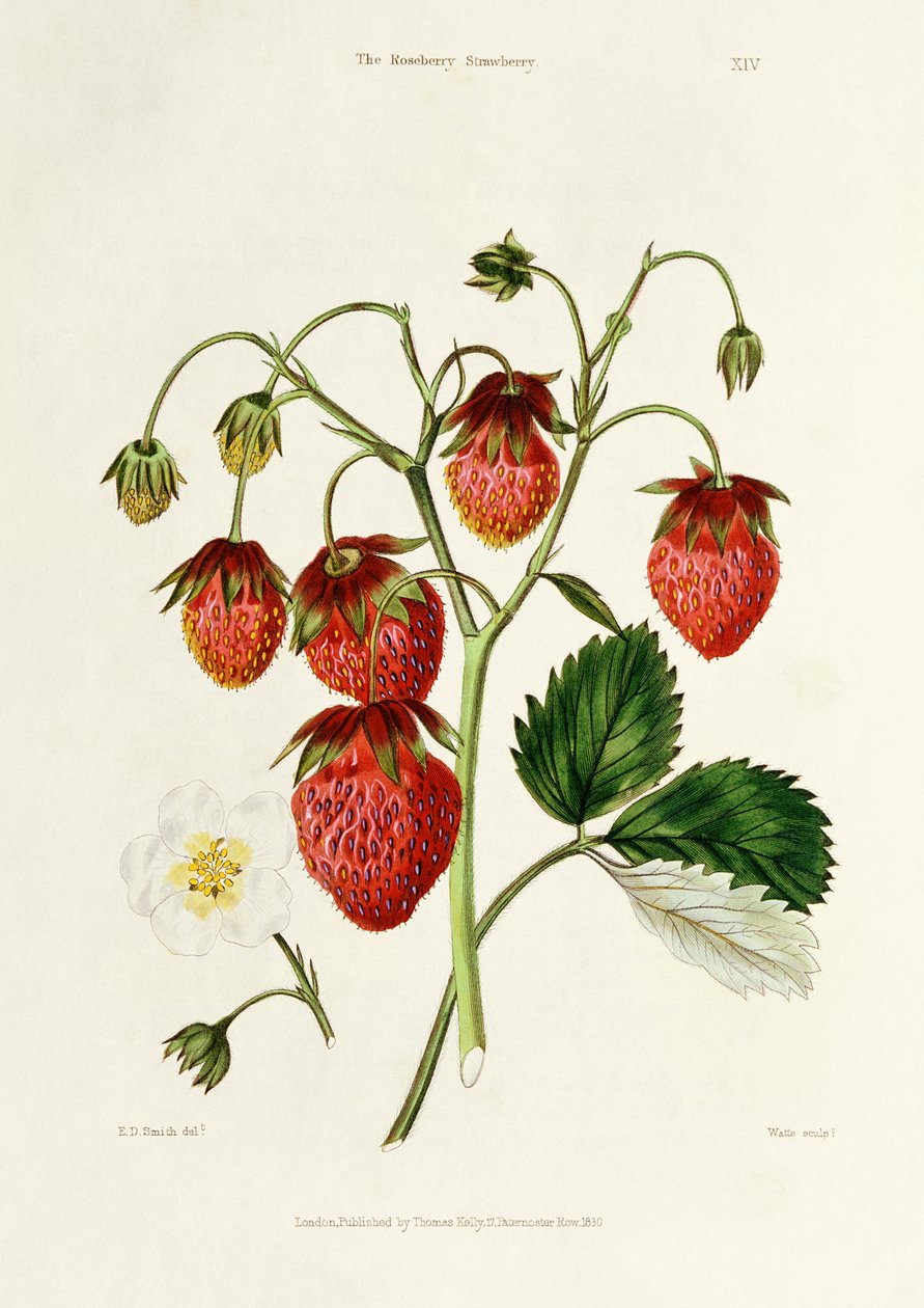 The Roseberry Strawberry, metszett Watte, pub. Thomas Kelly, London 1830 alkotó: Edwin Dalton Smith