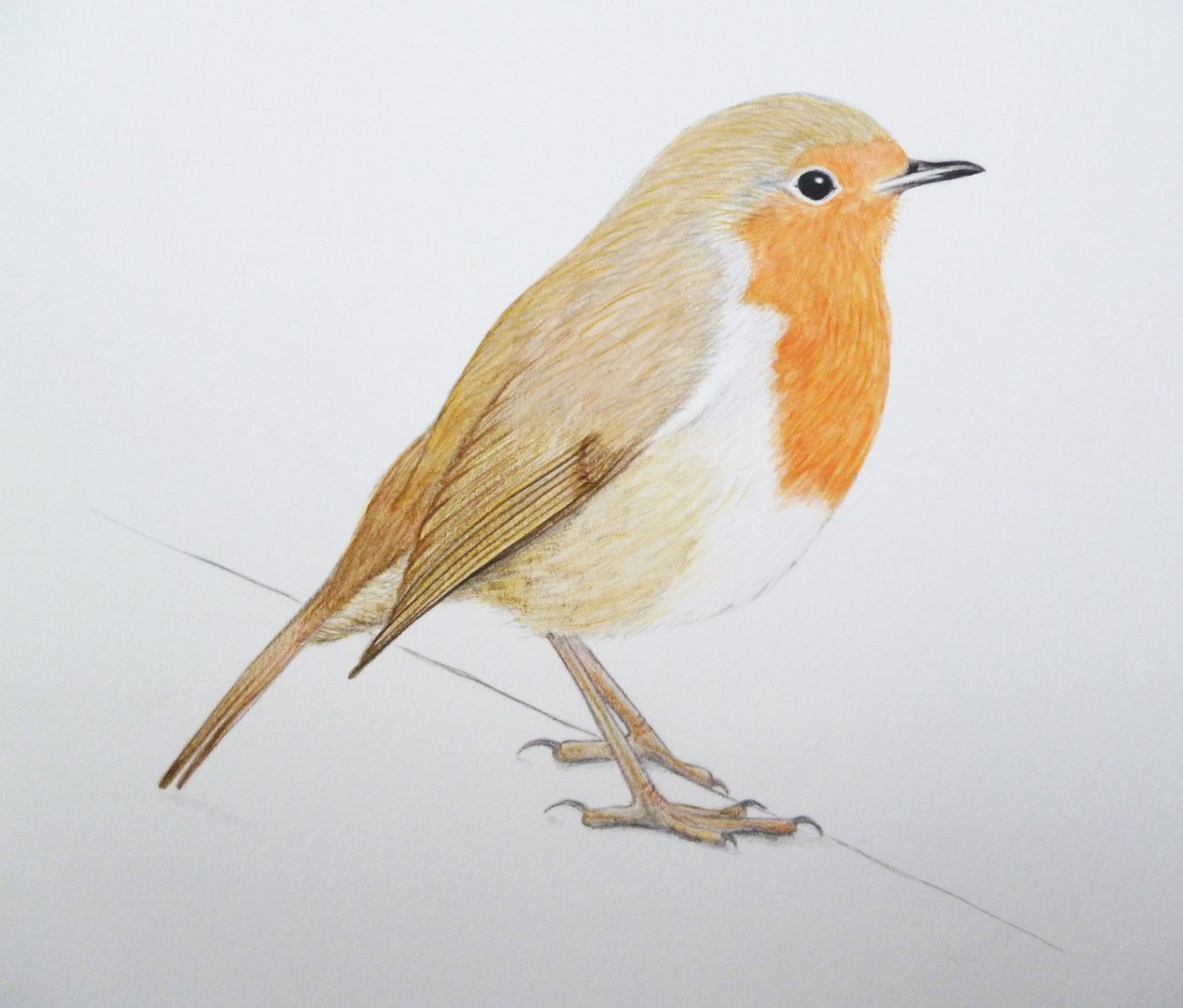 Robin, 2011 (akvarell és ceruza) alkotó: Eleanor Grafton