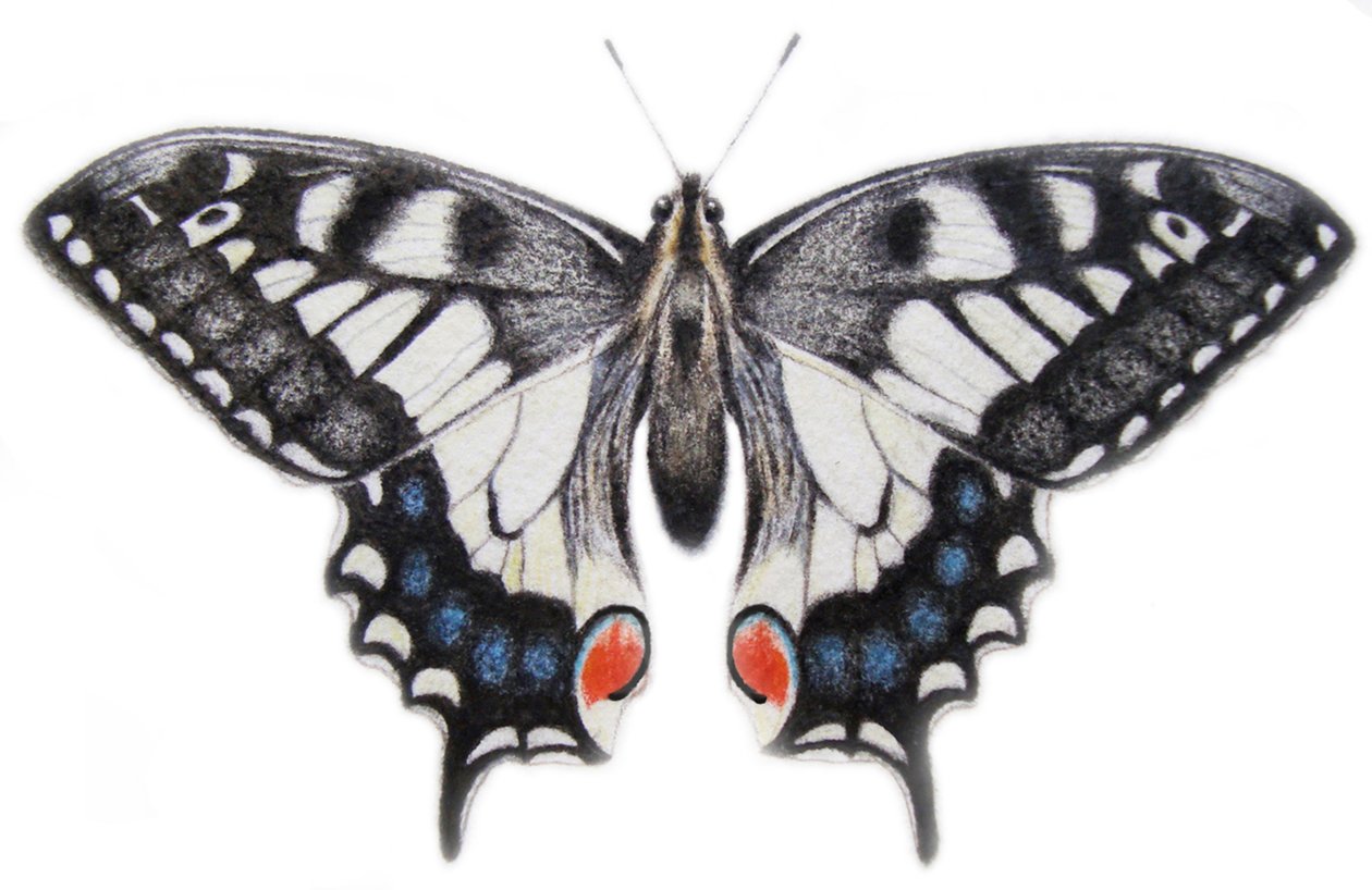 Fecskefarok, 2012 (akvarell és ceruza) alkotó: Eleanor Grafton
