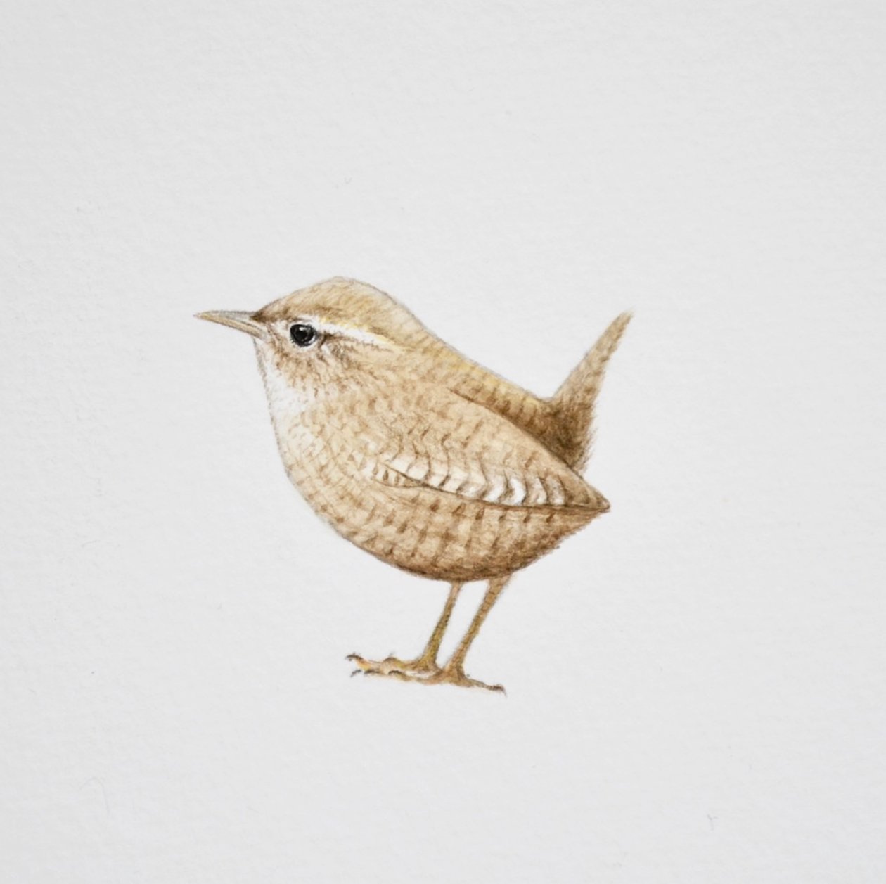 Wren, 2019 (akvarell és ceruza) alkotó: Eleanor Grafton