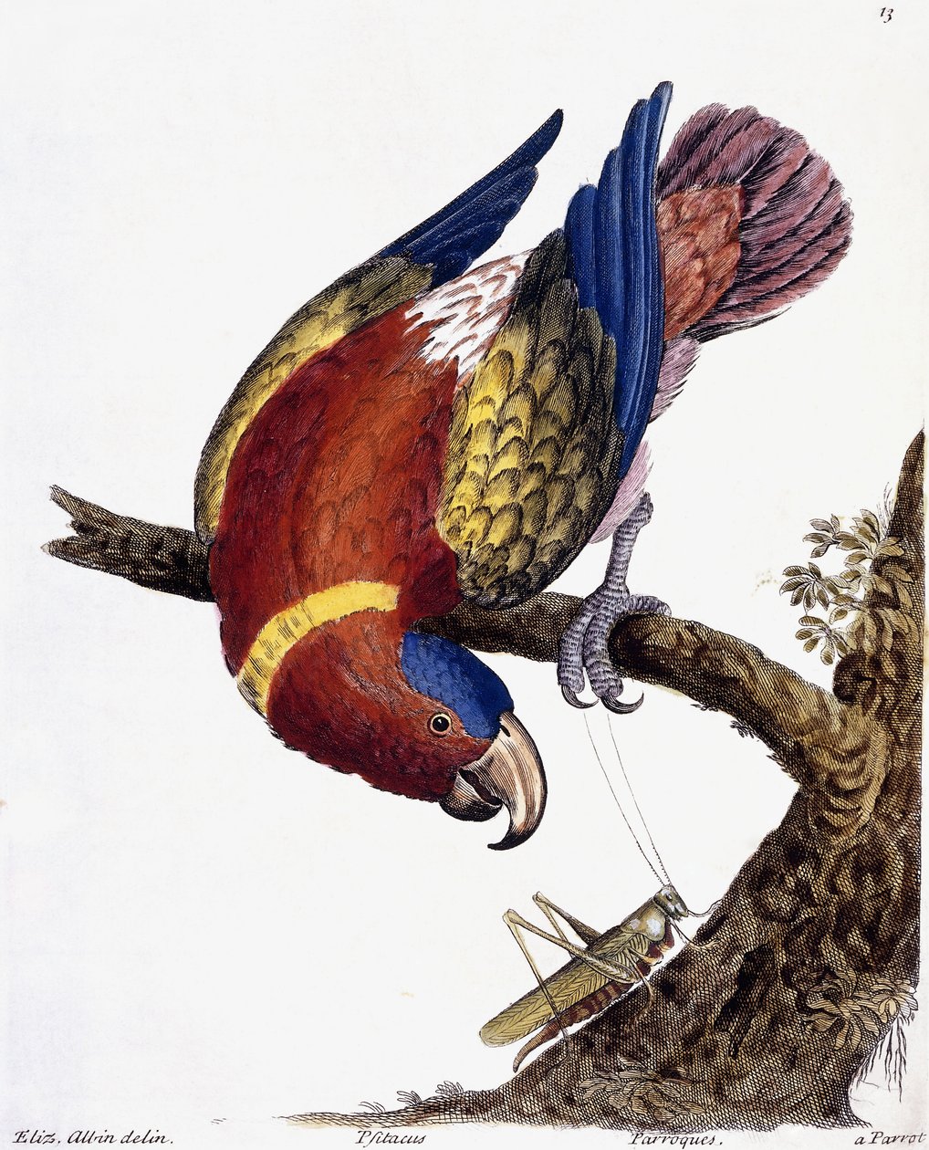Egy papagáj, 1731-1738 alkotó: Eleazar Albin