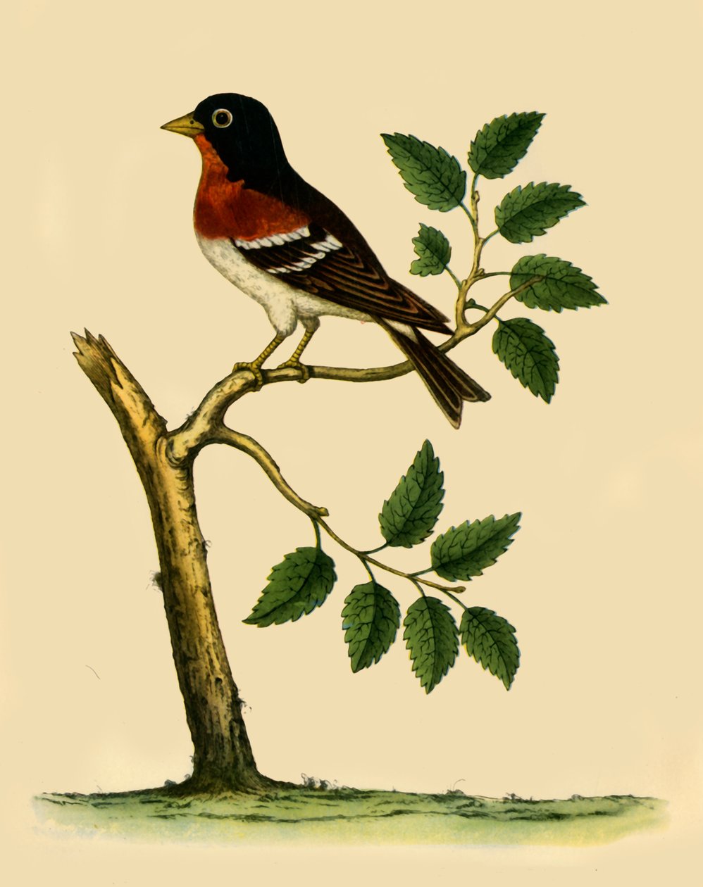 „Brambling”, 1738, 1942. alkotó: Eleazar Albin