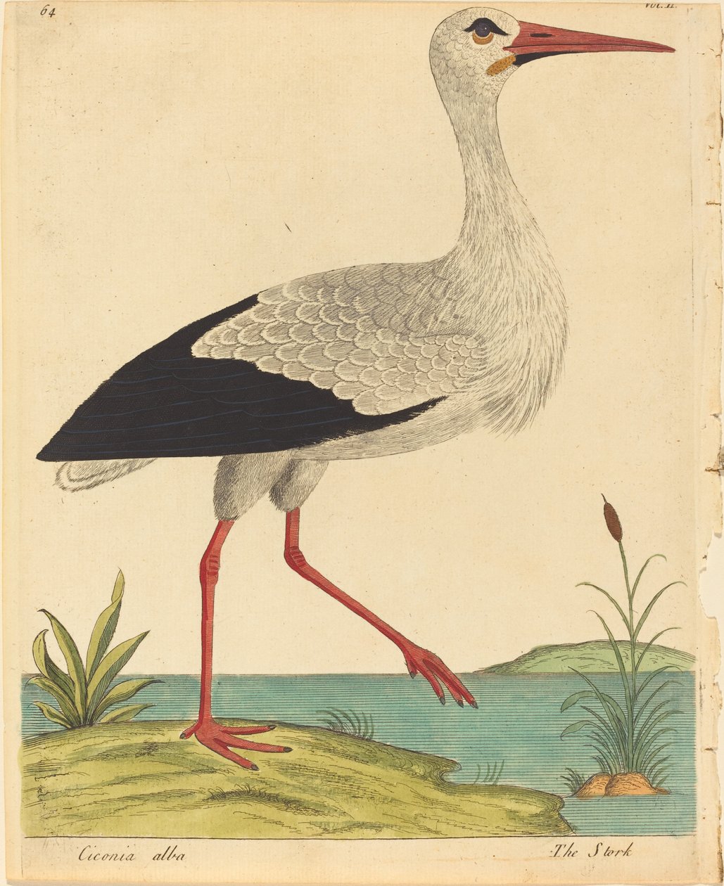 A Stork Ciconia Alba, megjelenése 17311738. alkotó: Eleazar Albin