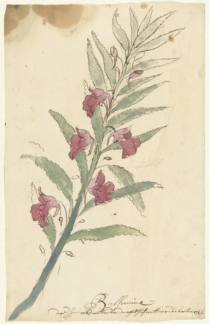 balémia alkotó: Elias van Nijmegen