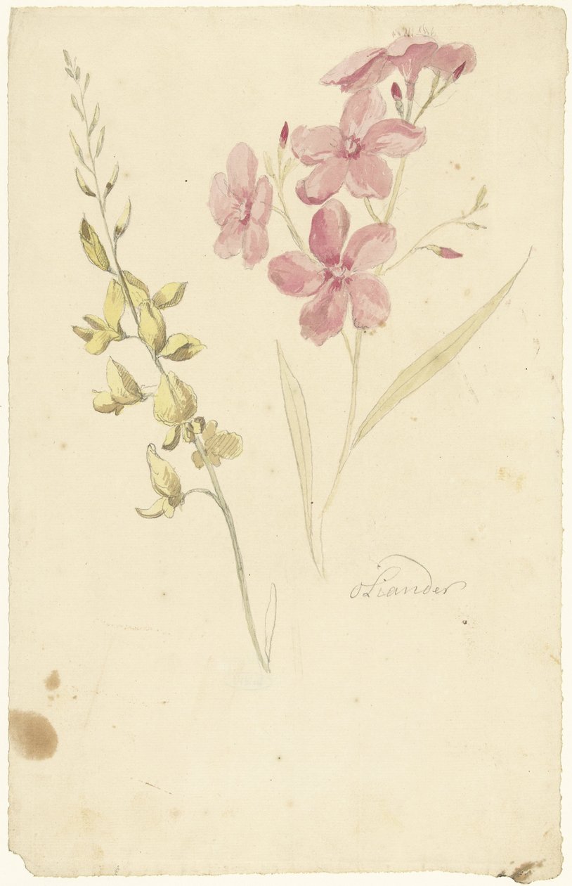 Oleander és a fék alkotó: Elias van Nijmegen