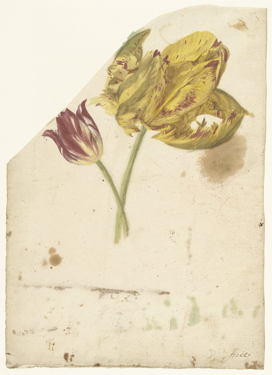 Két tulipán tanulmányozása alkotó: Elias van Nijmegen