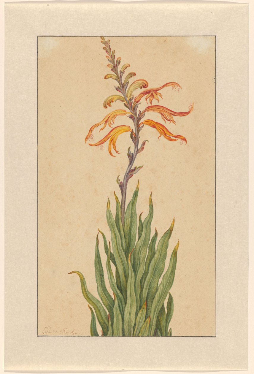 Crocosmia (Montbretia) alkotó: Elias van den Broeck (signed by artist)