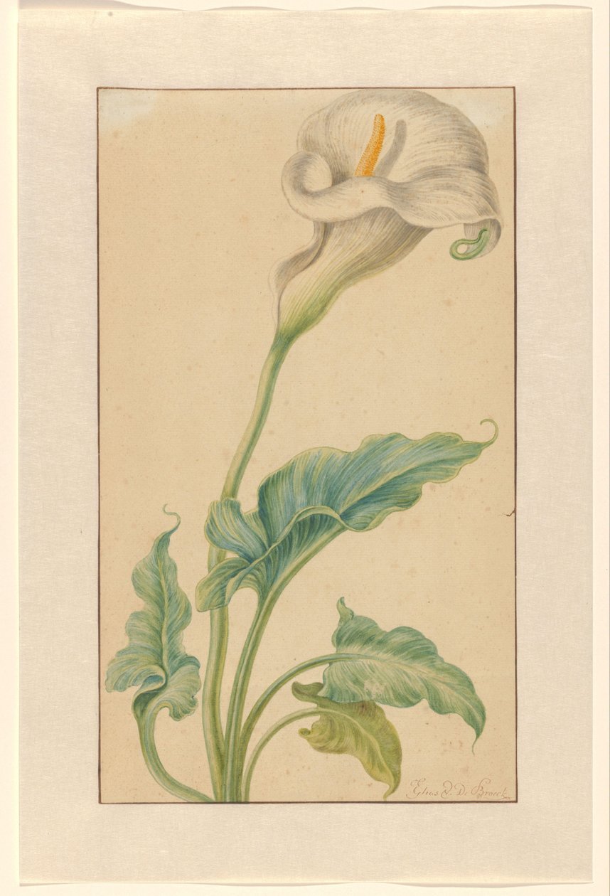 Fehér arron szár alkotó: Elias van den Broeck (signed by artist)