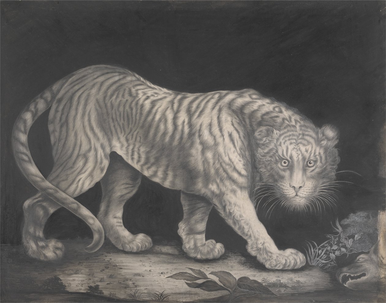 Egy hullámzó tigris alkotó: Elizabeth Pringle