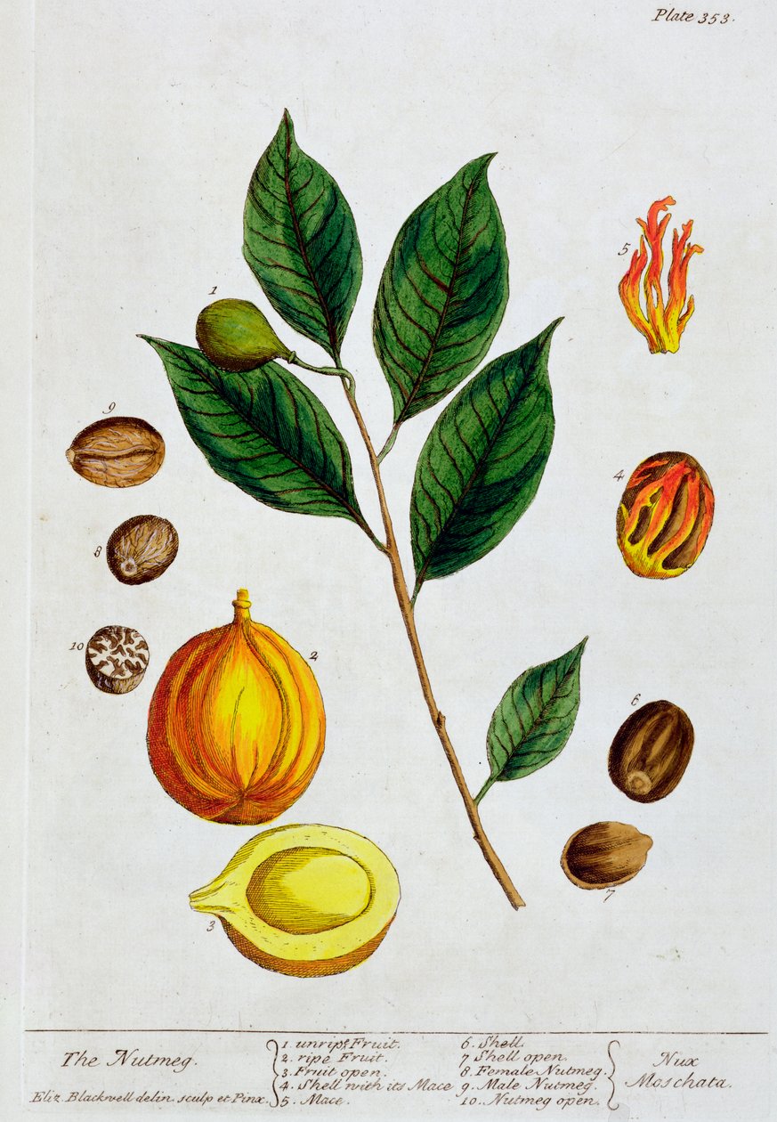 Szerecsendió, 1782 alkotó: Elizabeth Blackwell