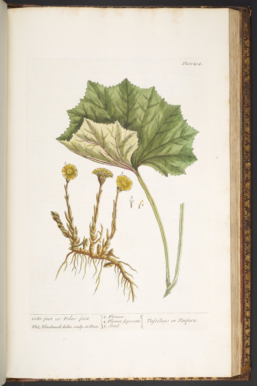204-es tábla, az "A Curious Herbal"-ból alkotó: Elizabeth Blackwell